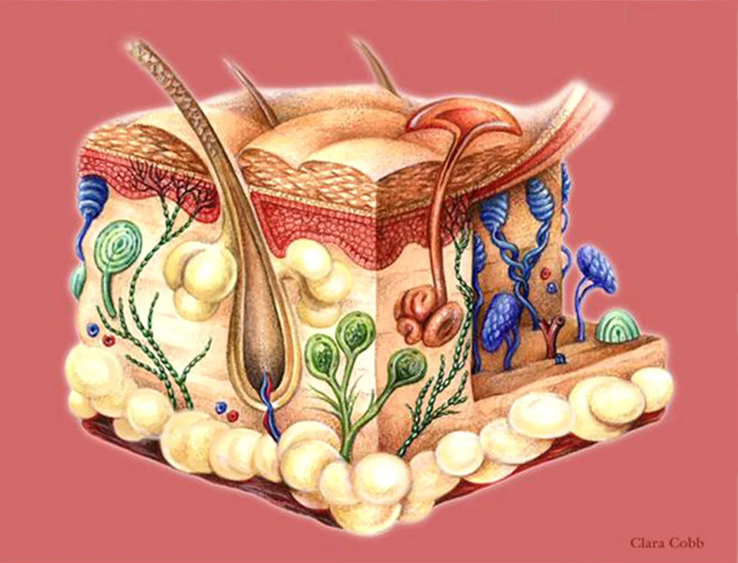 skin_sectional_view.jpg