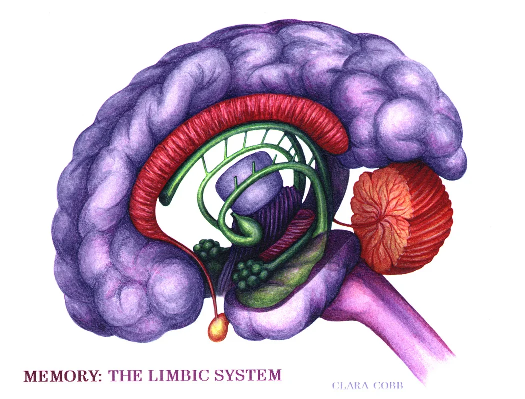 limbic_system.jpg