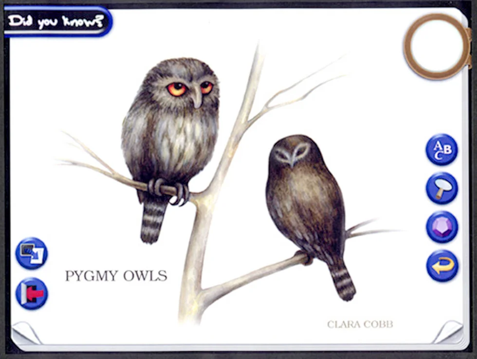 pygmy_owls.jpg