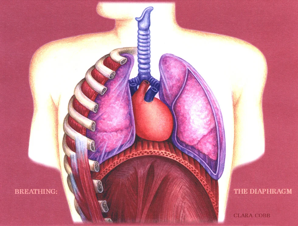 respiratory_system.jpg