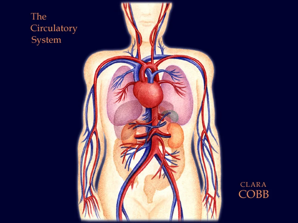 circulatory_system.jpg