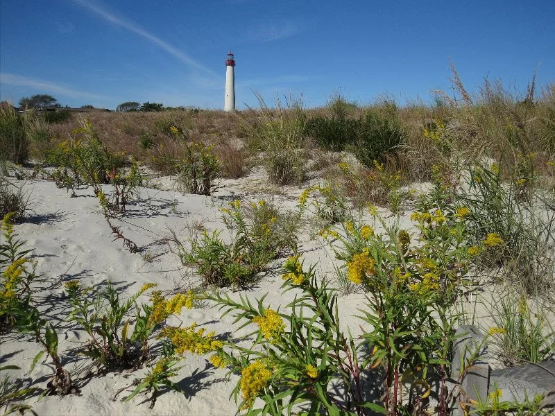 Protecting the Jersey Shore is one focus for The Nature Conservancy in New Jersey