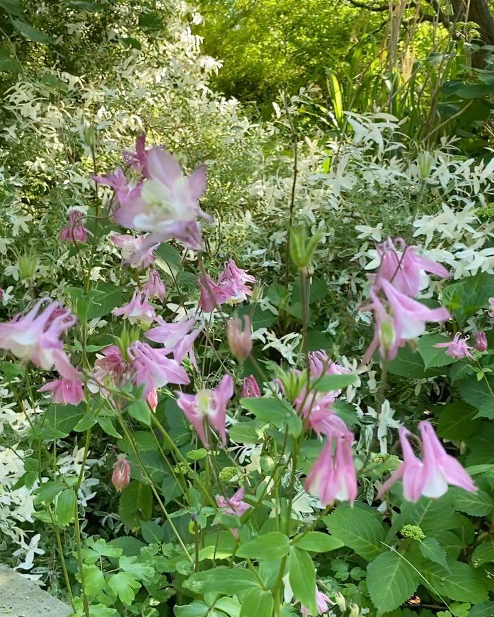 Serenity 

  #homegarden #floraldesign #flowers #floralmagic #florist #flowerideas #floralart #serenity #centerpieces #underthefloralspell #florallife #myfloraldays #floristy #justbefloral #floralinspiration #nycfloraldesigner #nycflorist #weddingflo