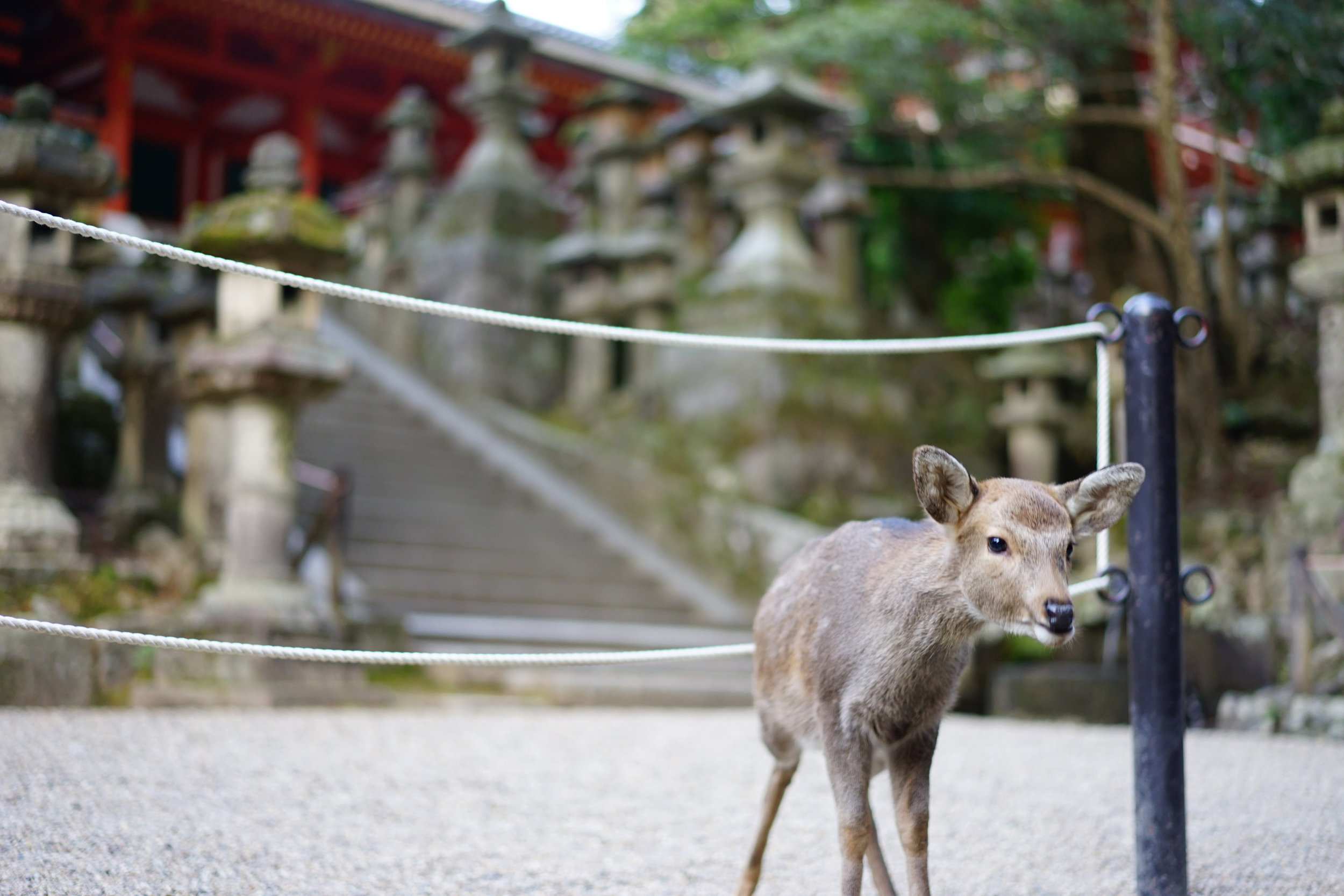 Nara, Japan