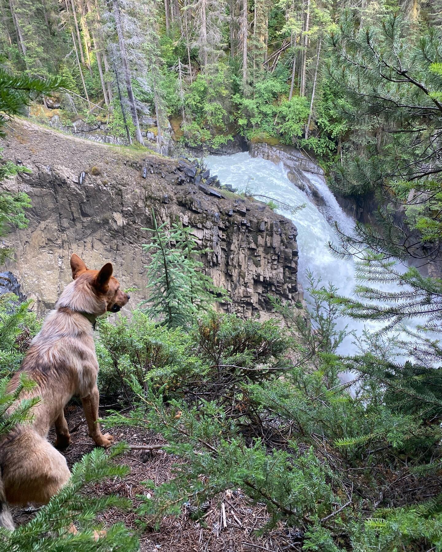 Always an adventure! #explorebc #beautifulbritishcolimbia #redheeler @sophie.braun4 @michelle__grieb