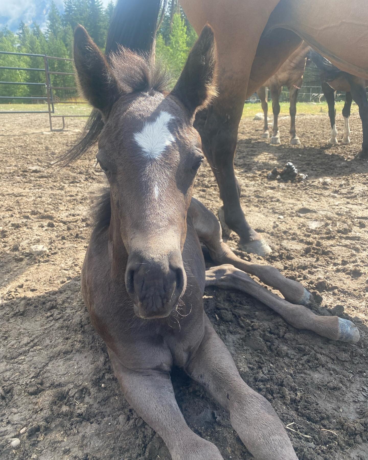 Perhaps our little pepper is going to be a buckskin after all. Absolutely love watching her grow and change!