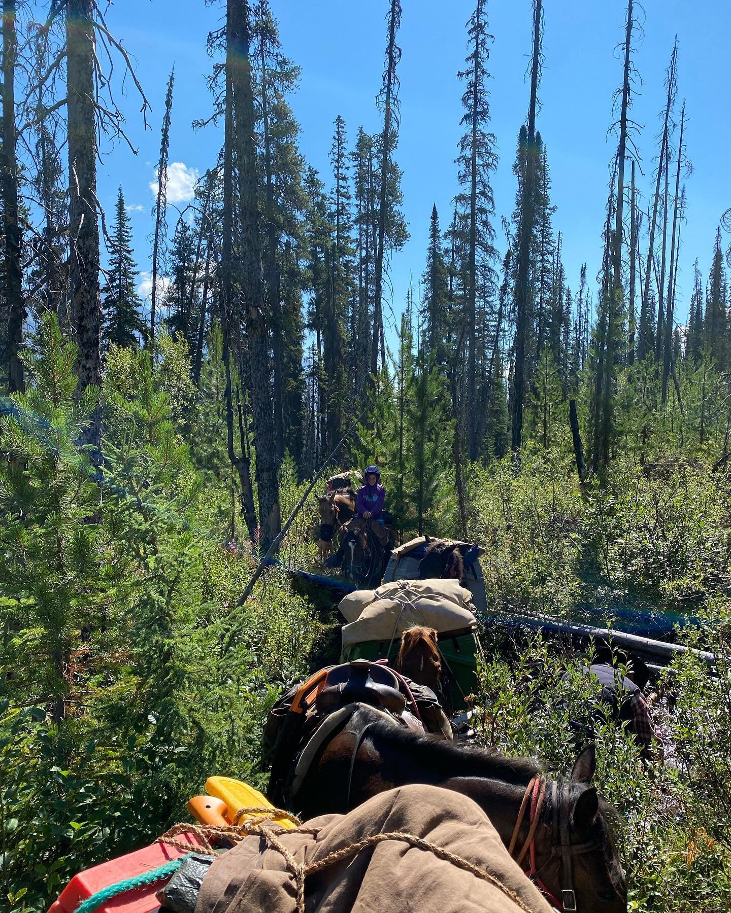 Moose river - Sarah&rsquo;s ride! #mooseriverroute #mountrobsonprovincialpark #outfitting #trailriding #mountainhorses #explorebc #camping #mountainlife