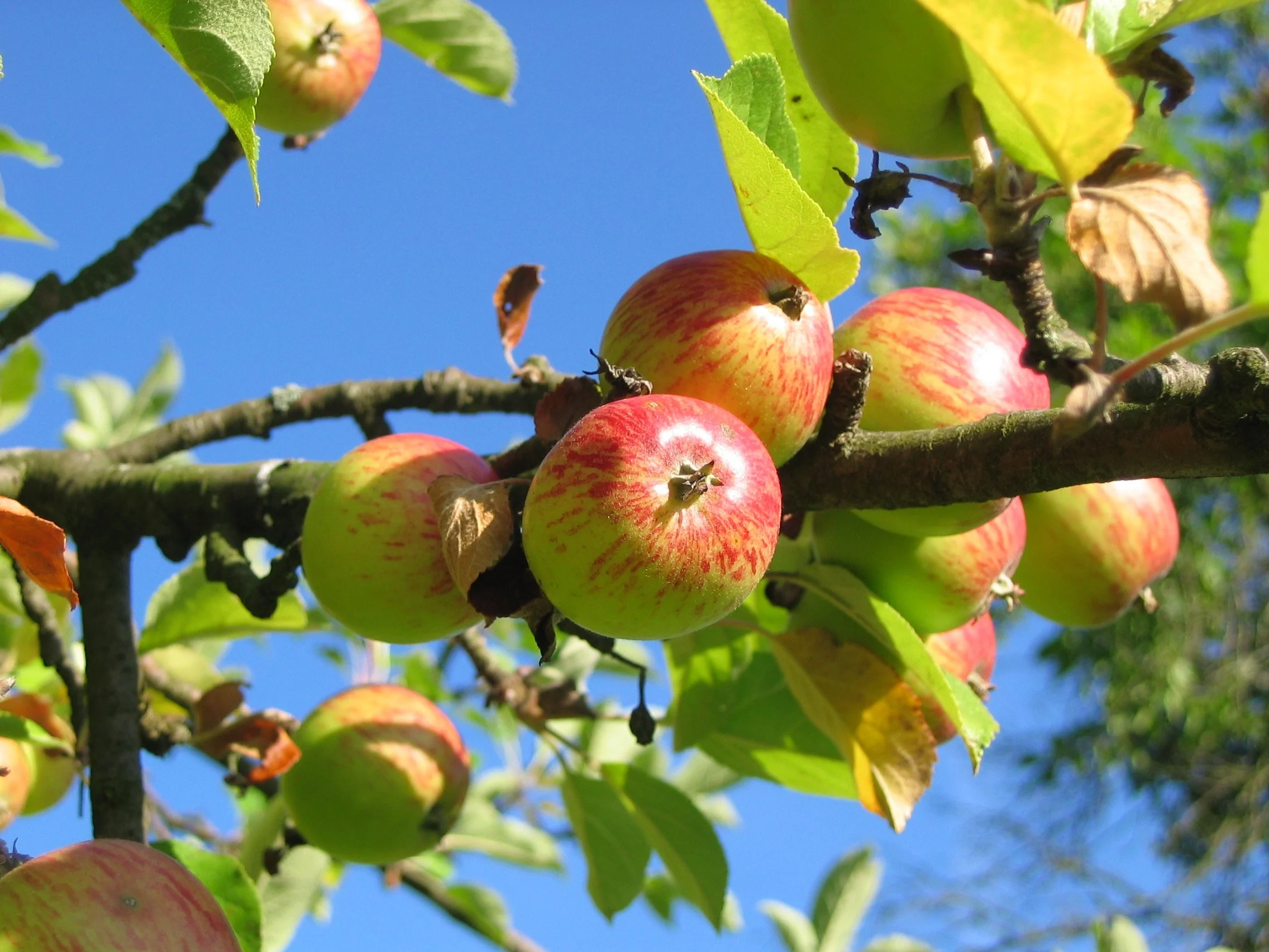 Sukkot - Gardening (Spiritually) In Our Lives