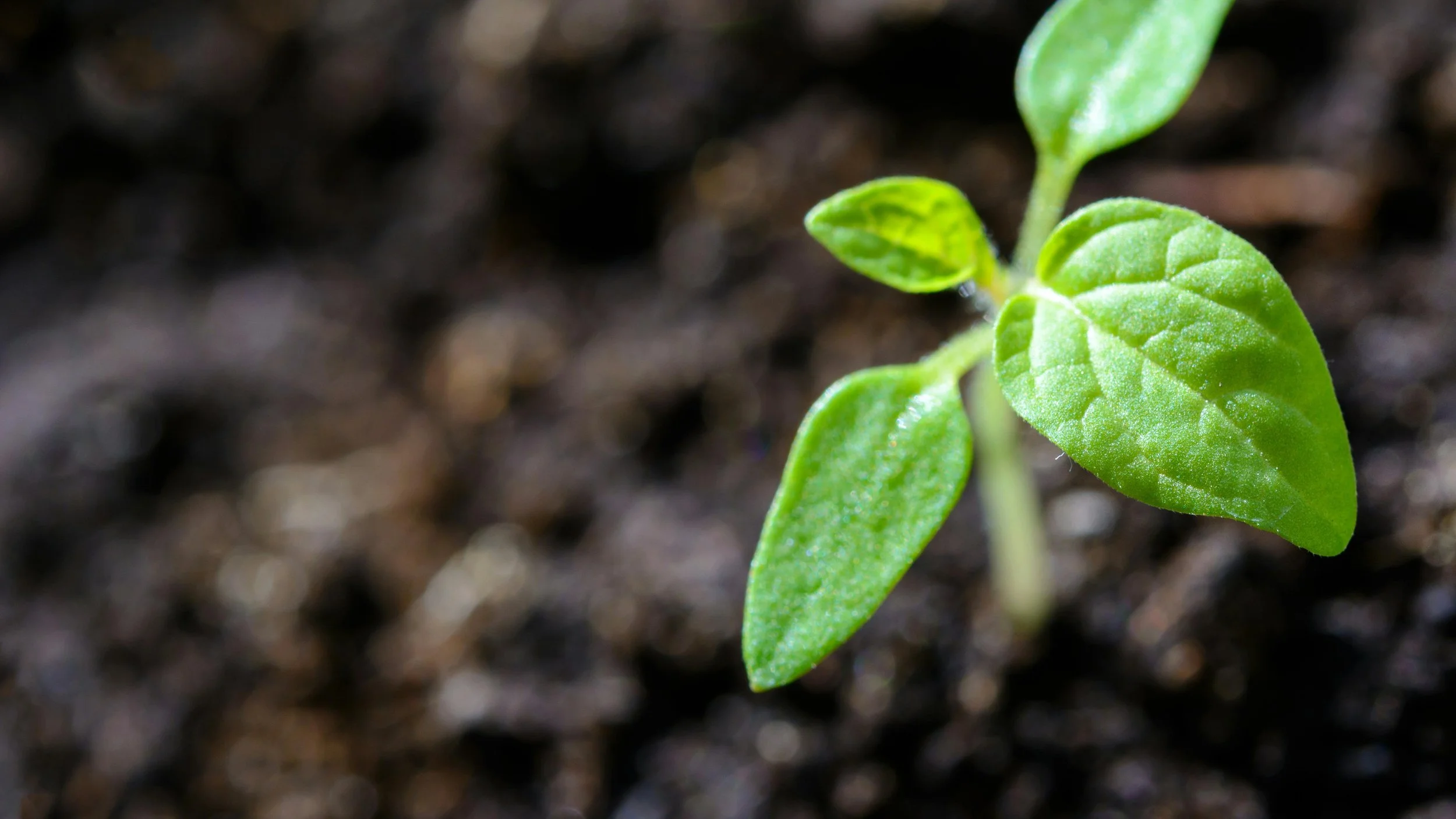 Times of Planting