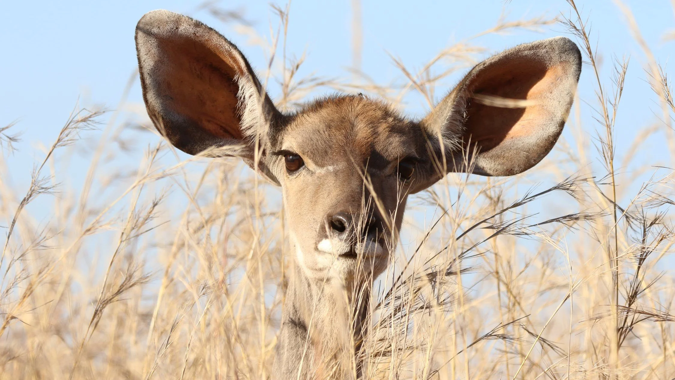 Ears To Hear: The Frist Step of True Discipleship