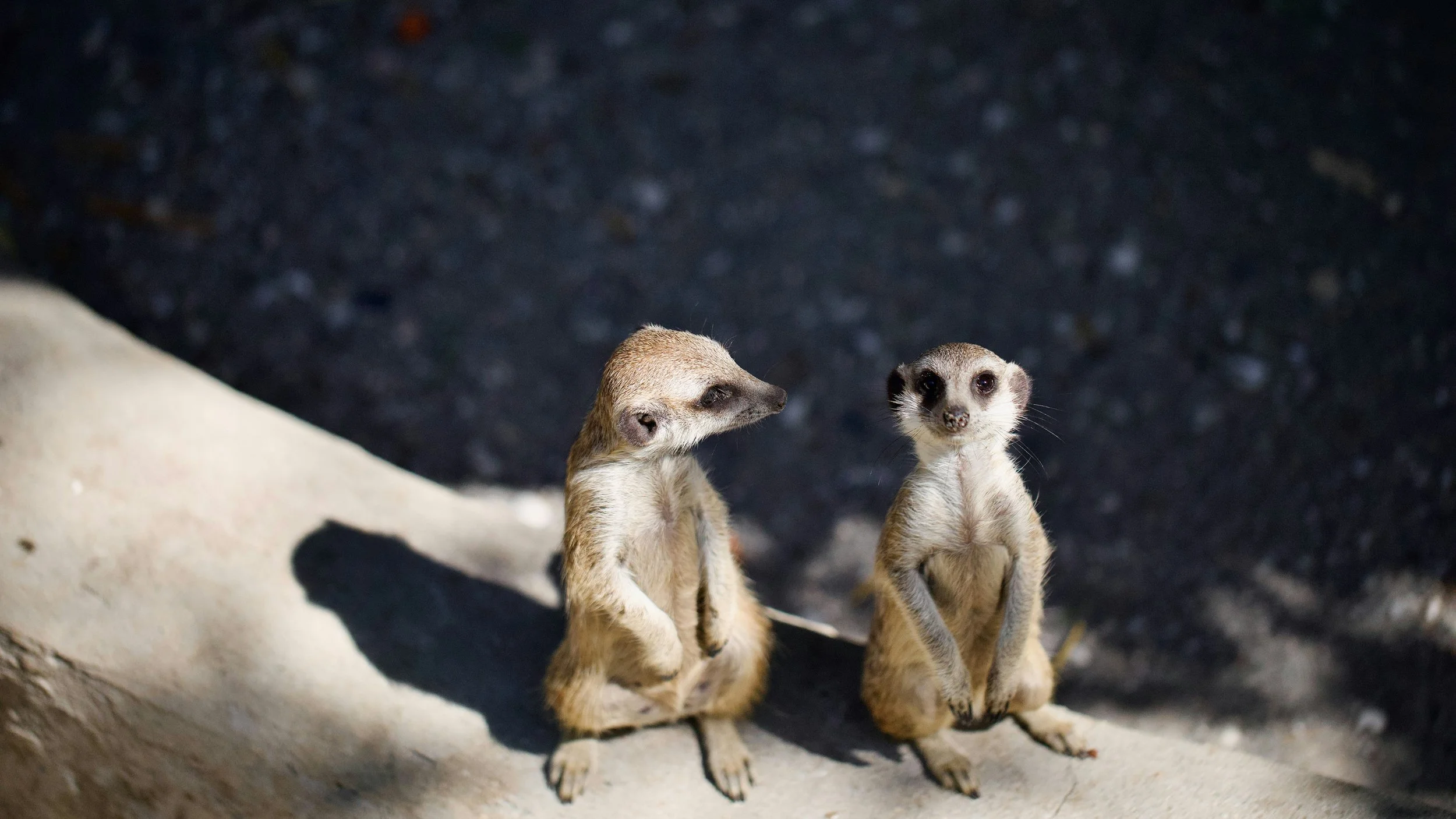 Haftarah - Vayechi - Holding One Another Accountable