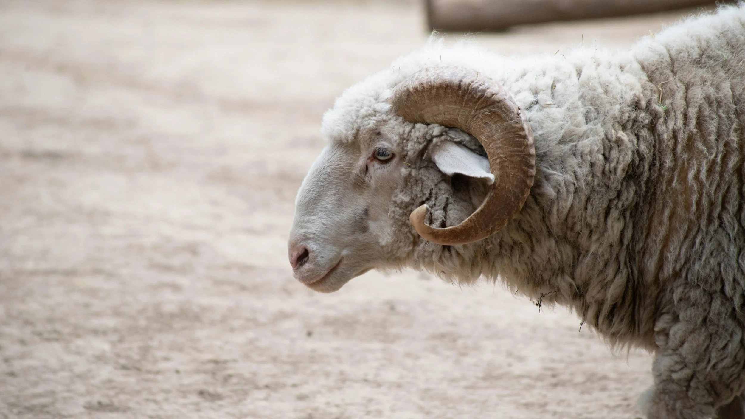 Haftarah - Haftarah - Tzav - Bringing Our Best