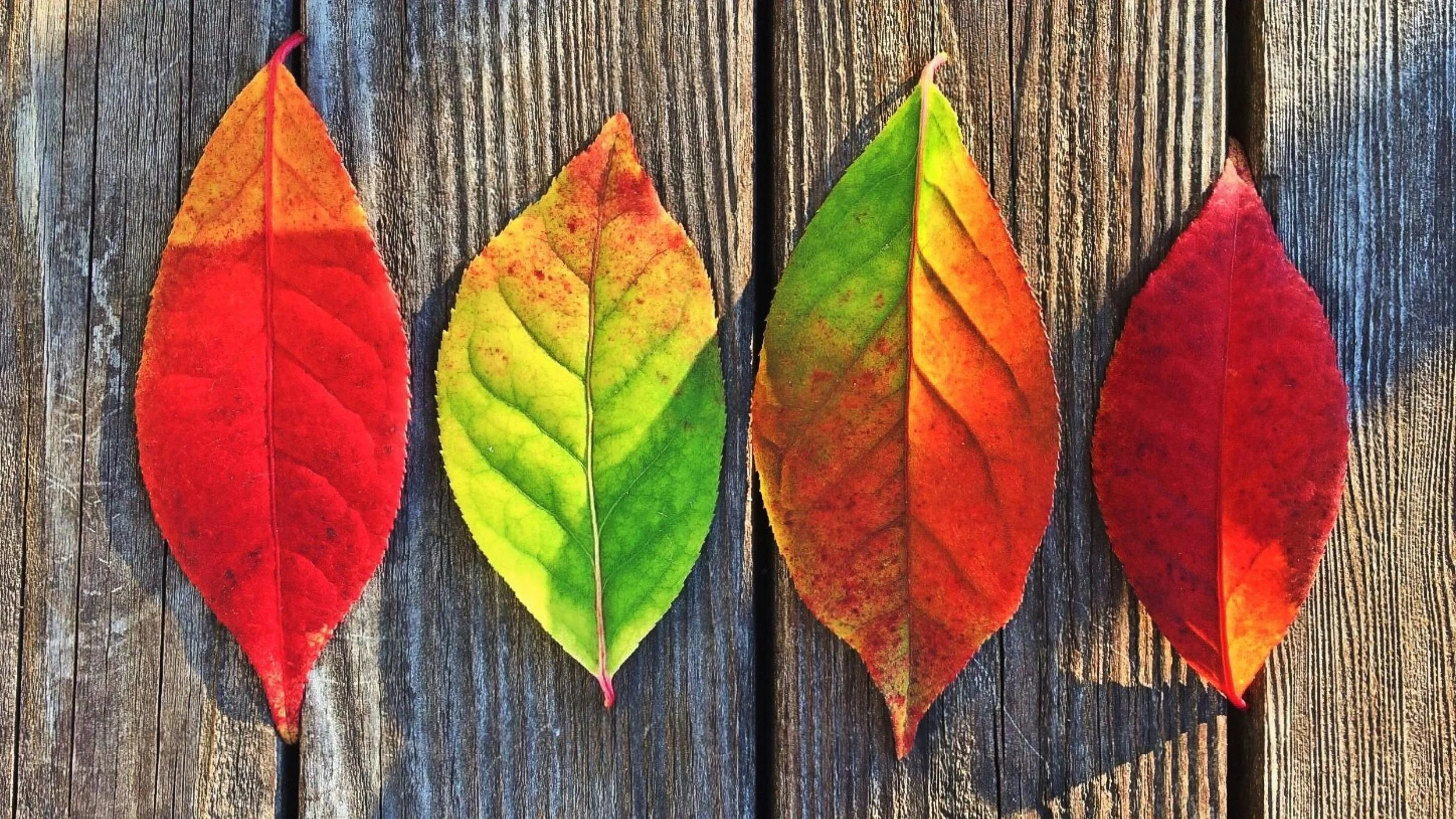 Haftarah - Acharei Mot-Kedoshim - Seasons of Spiritual Life