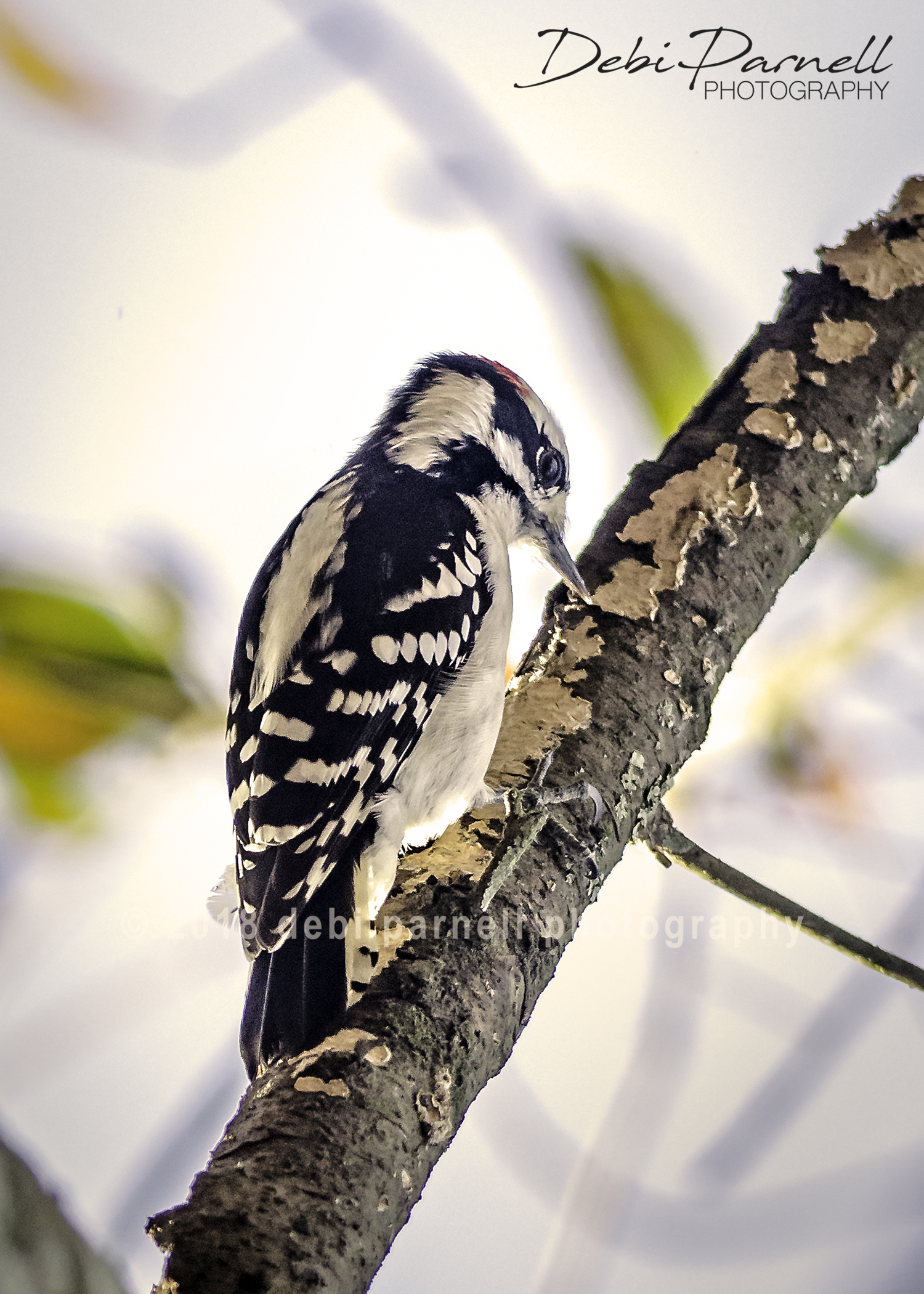 Downy Woodpecker  BD-001