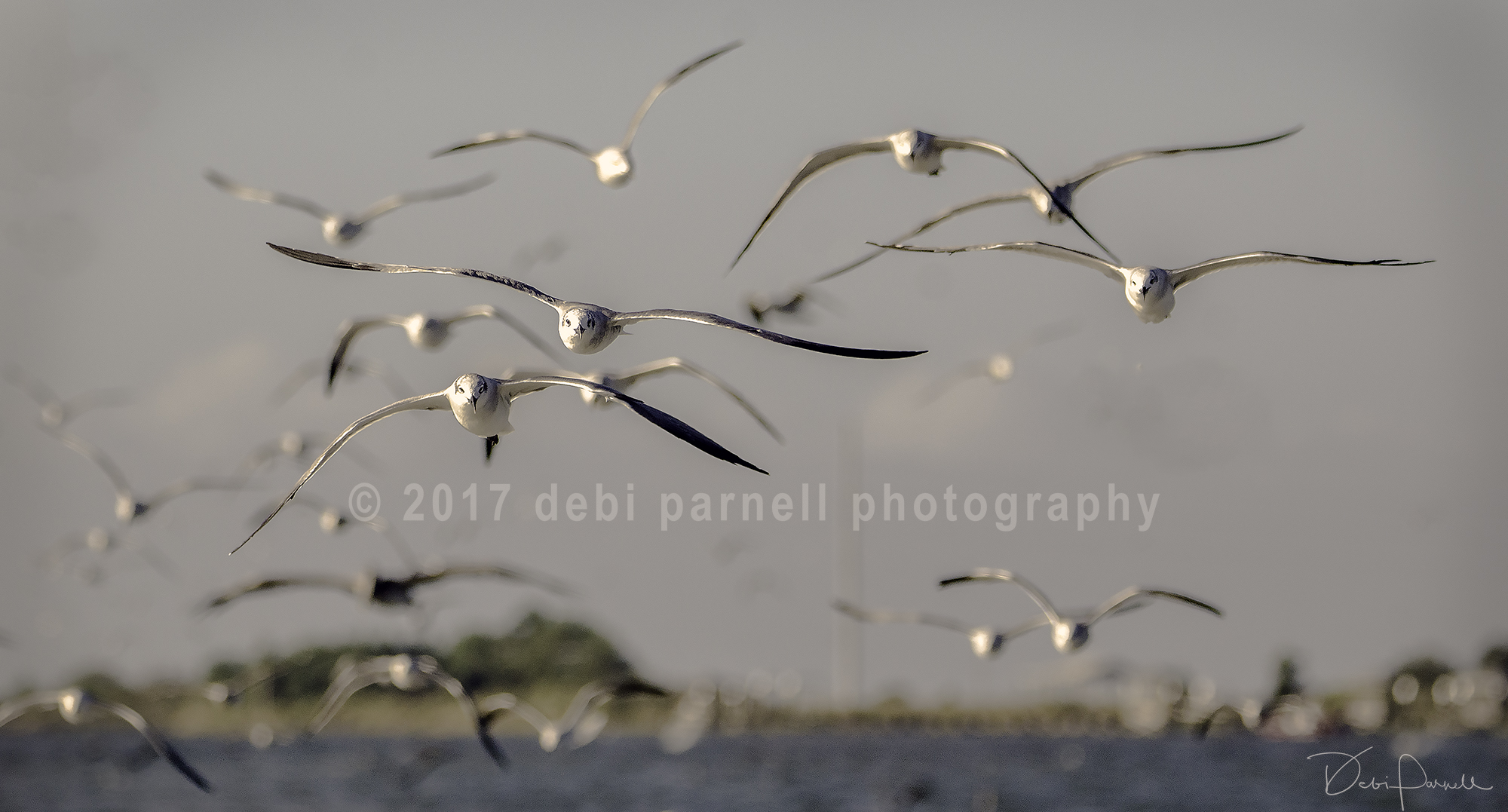 Gulls Galore  BD-005