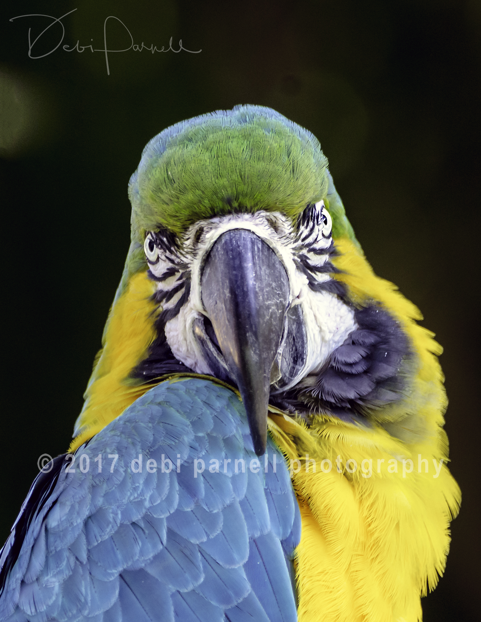 Blue and Gold Macaw  BD-002