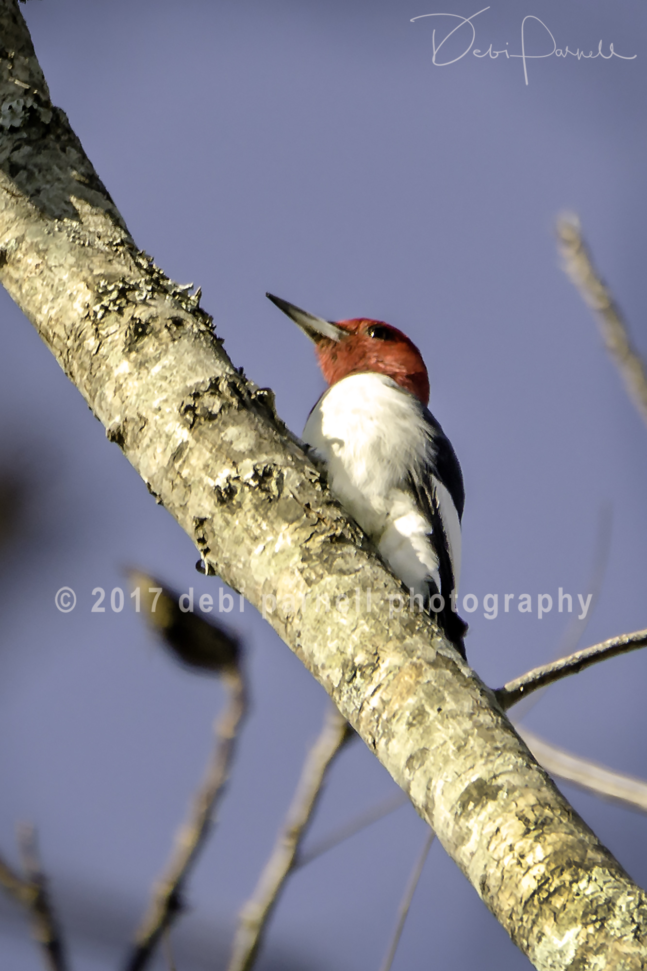 Red-Headed Woodpecker BD-008