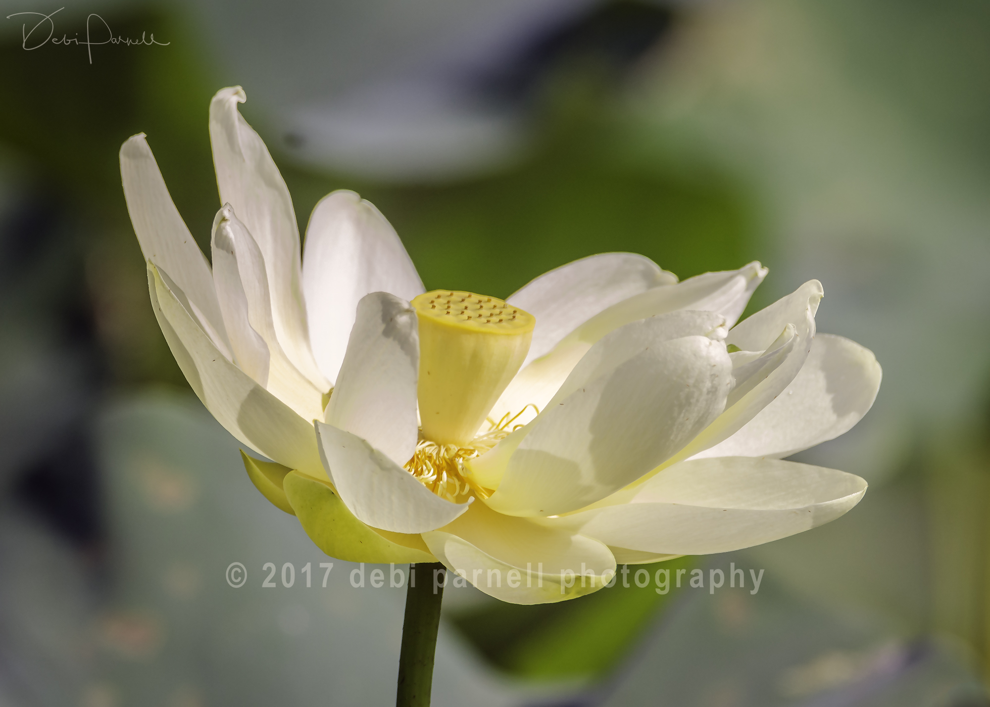Lovely Lotus Lily FL-008