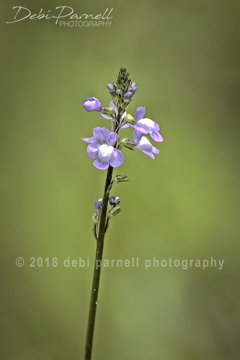 Toadflax_WEB.jpg