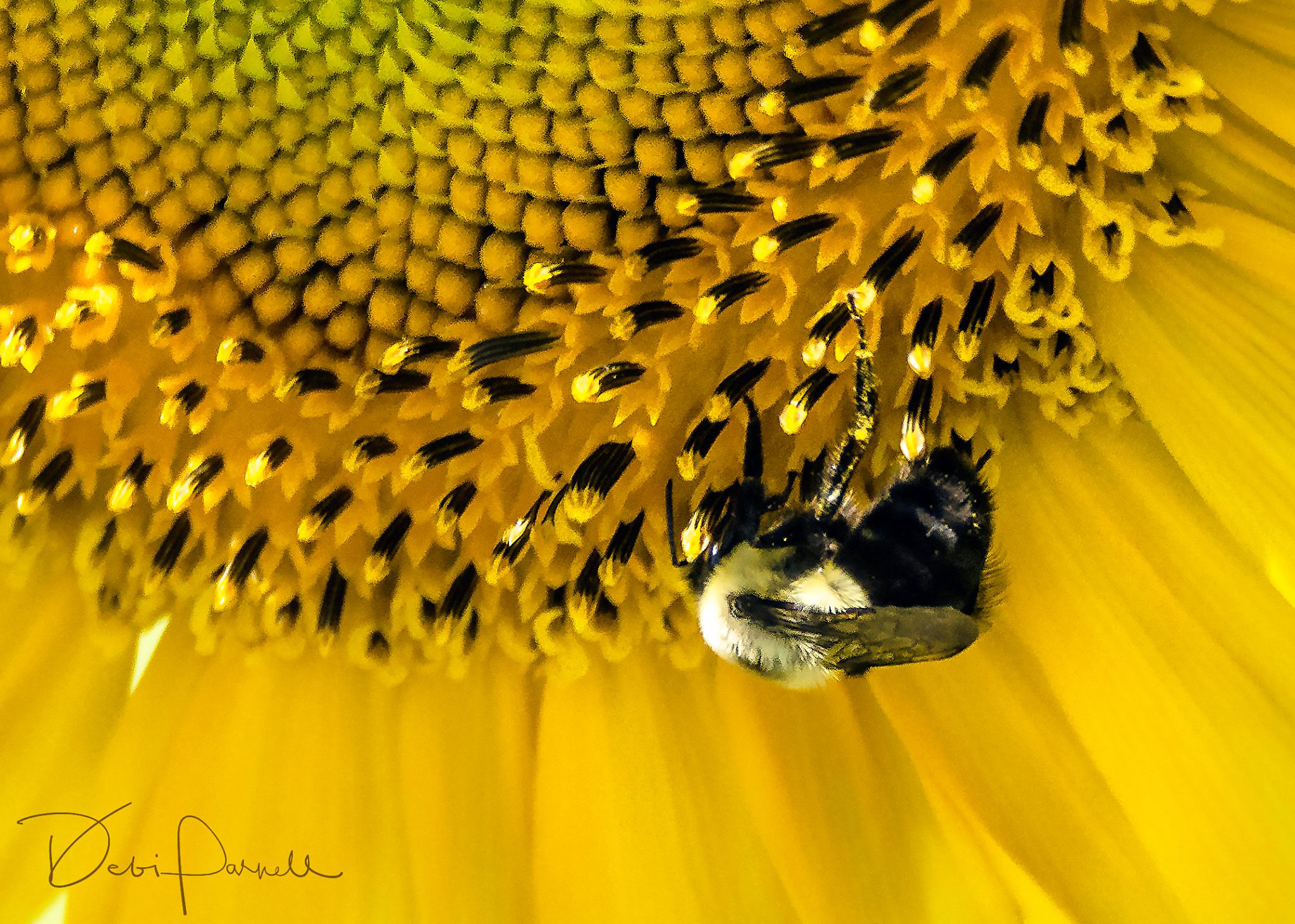 Sunflower Bee fr download.jpg
