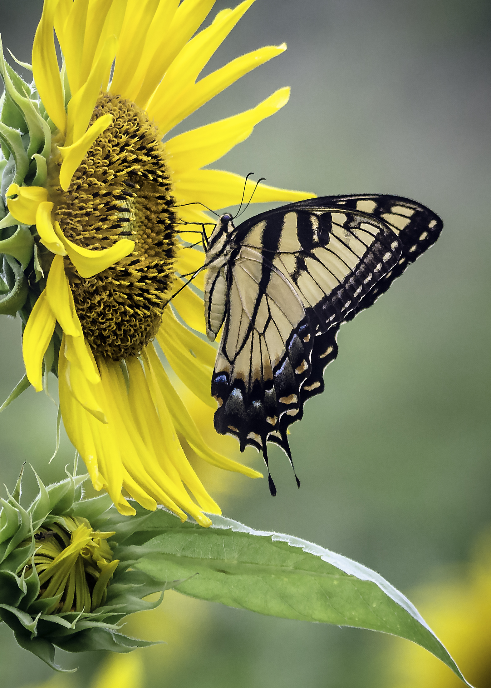 Tiger Swallowtail Sunflower.jpg