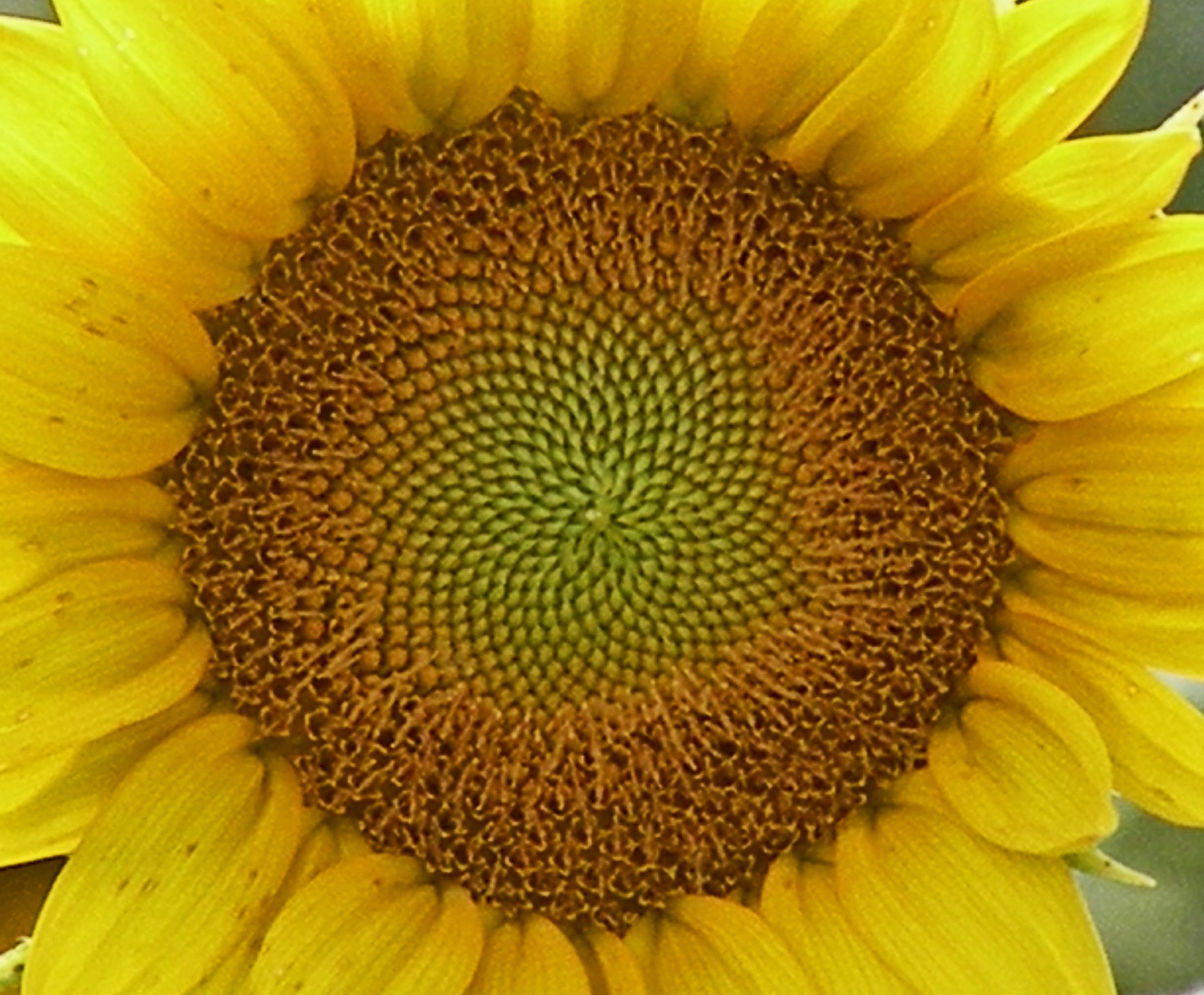 Sunflower Center.jpg