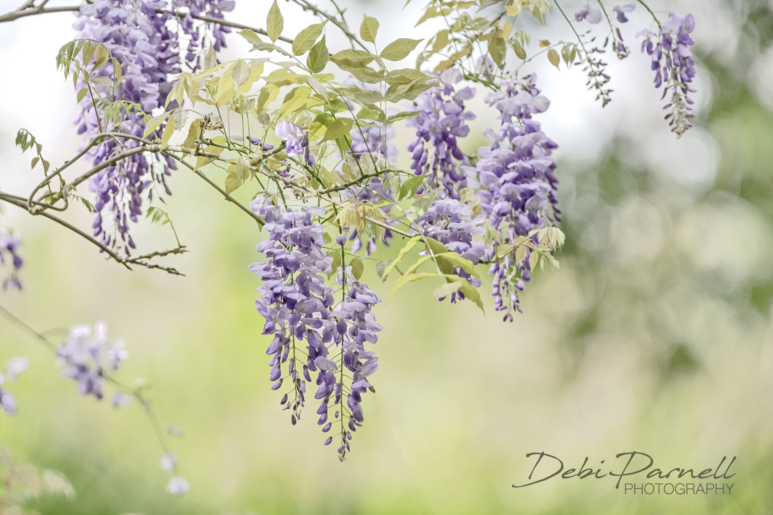 Wisteria Hysteria FL-010