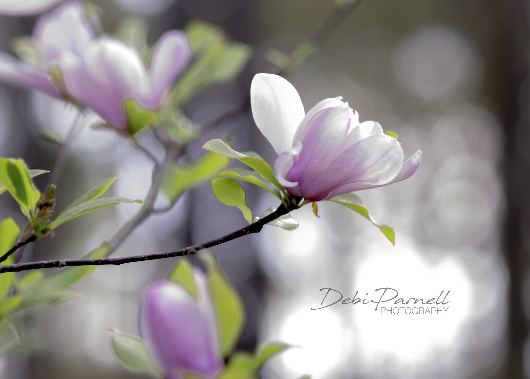 Japanese Magnolia FL-011