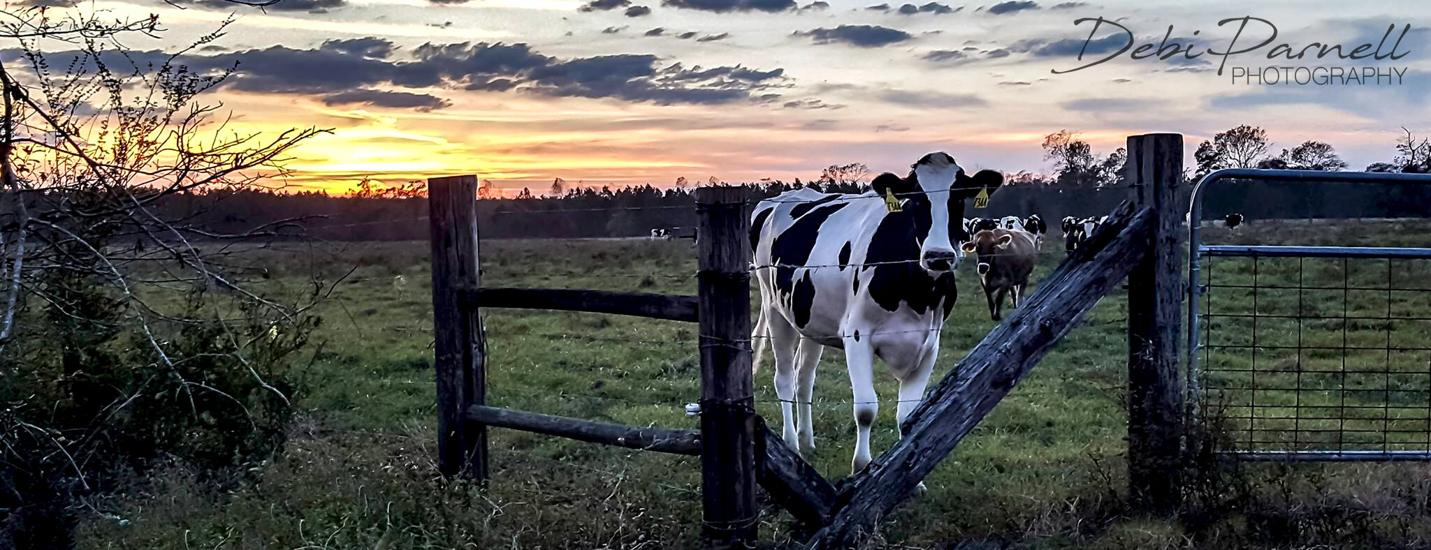 'Til the Cows Come Home