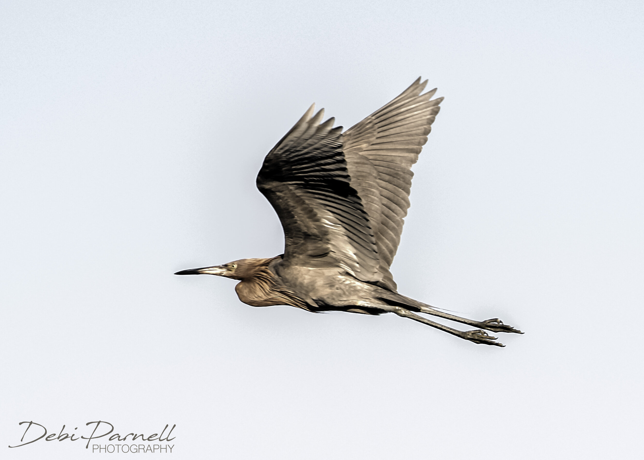 Reddish Egret 2-10.jpg