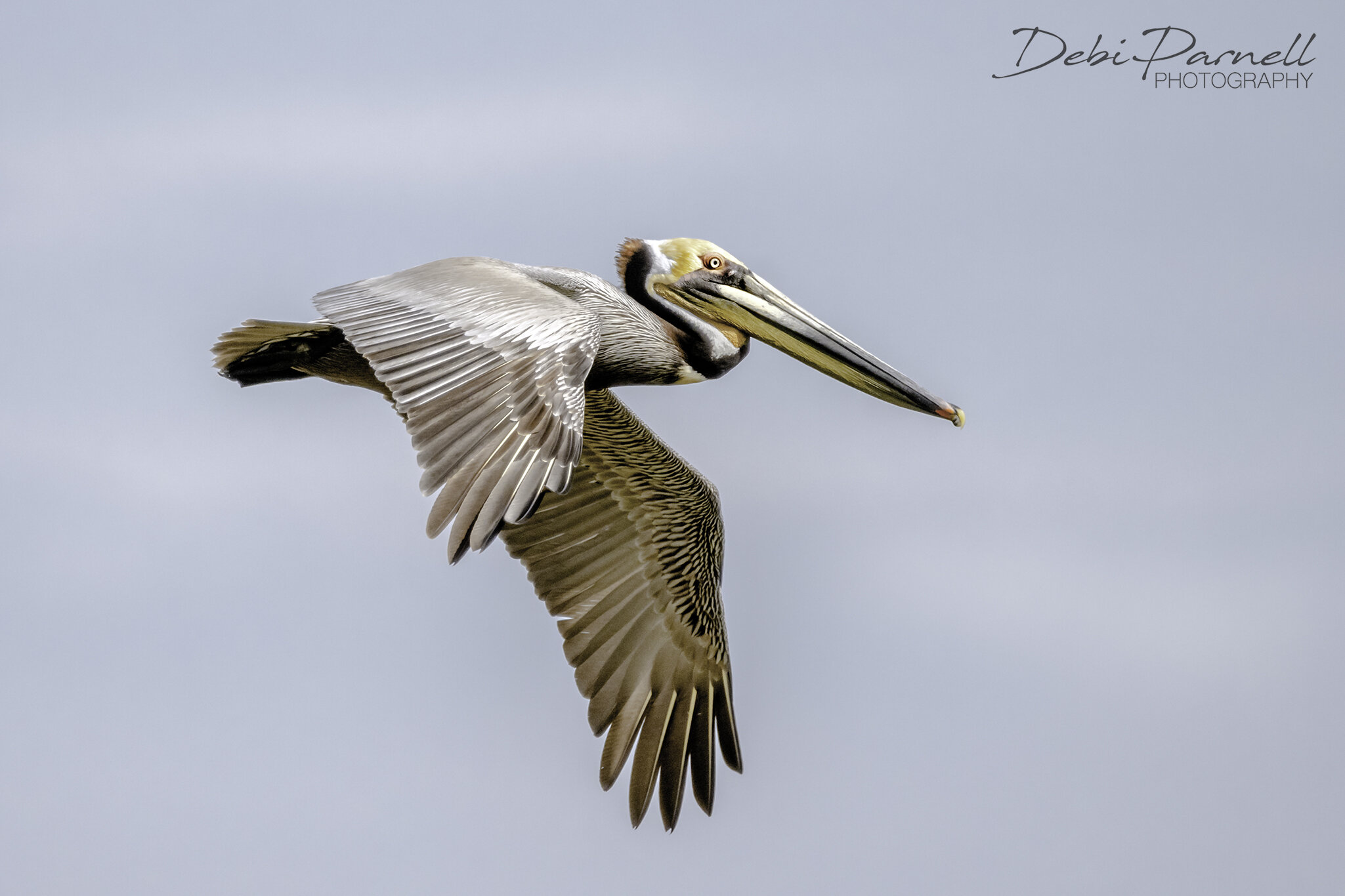 Pelican Flight_WEB.jpg