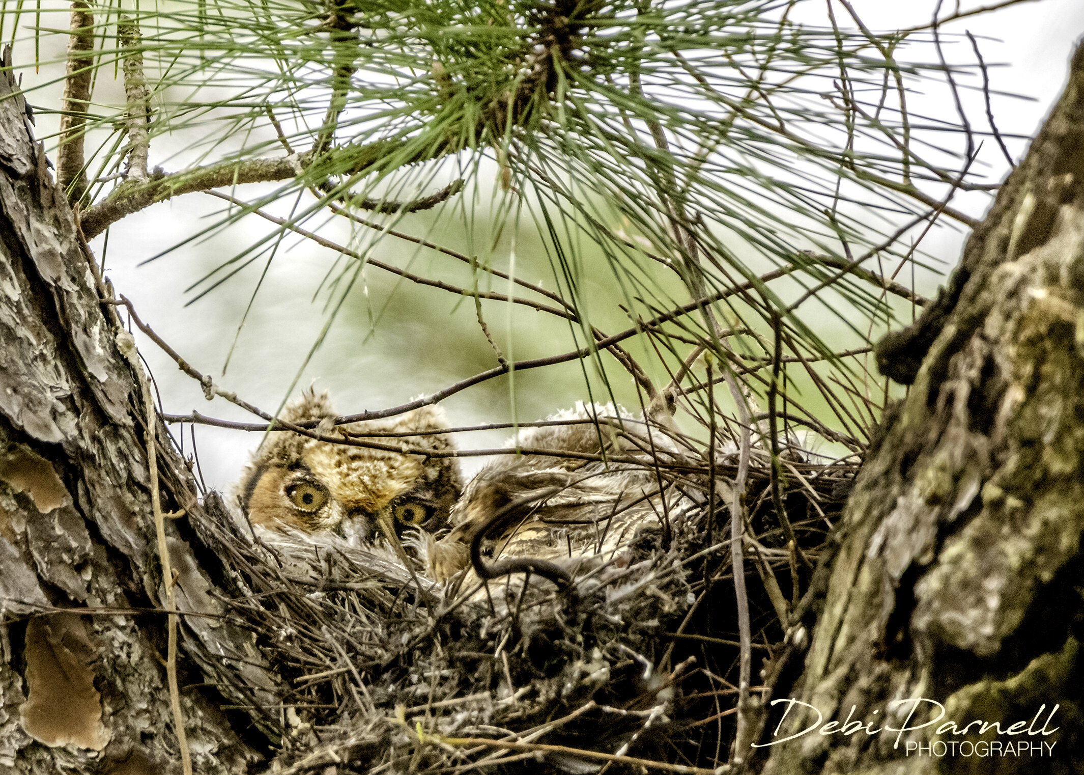 Owlet Peek_WEB.jpg