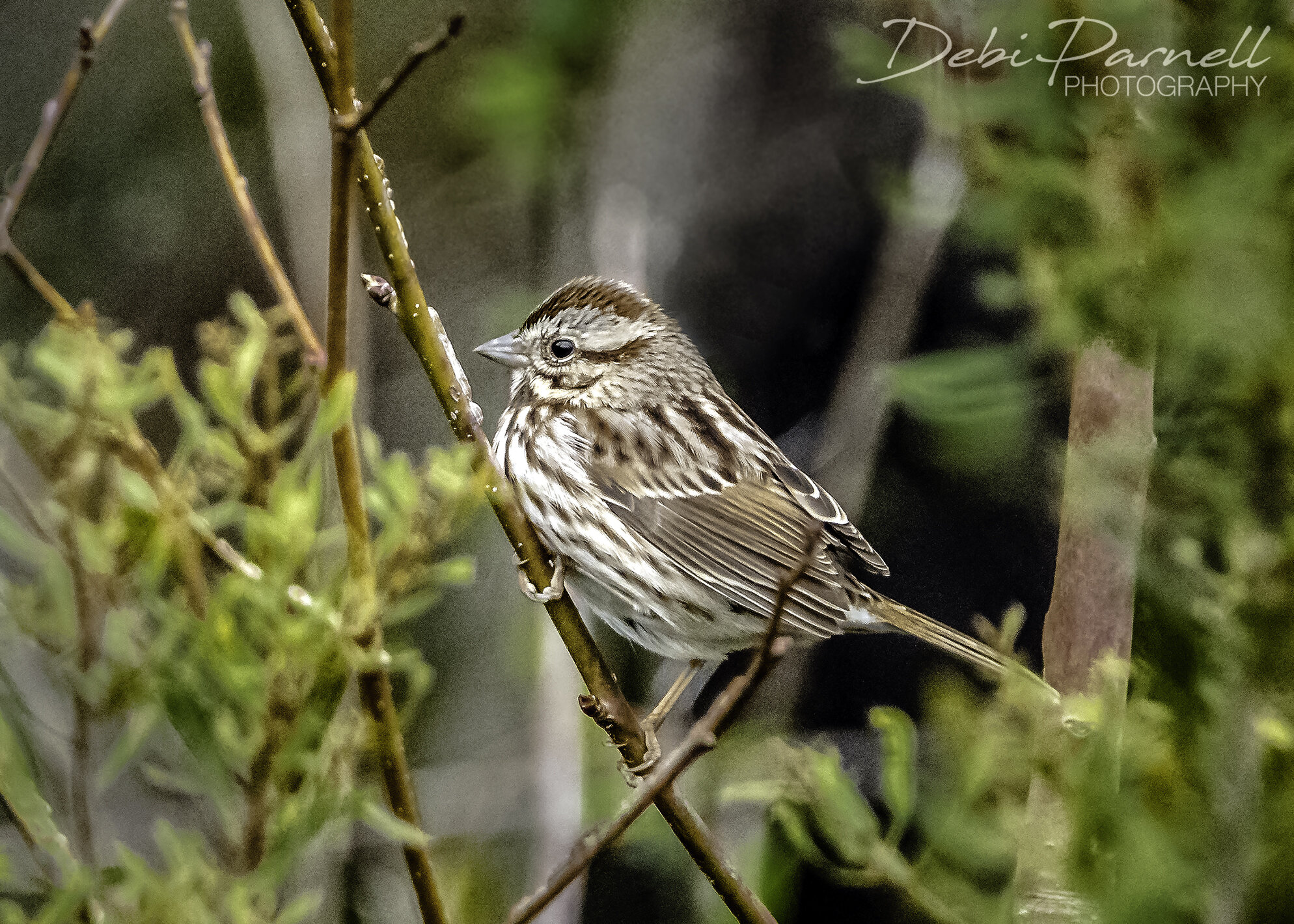 Song Sparrow_WEB.jpg