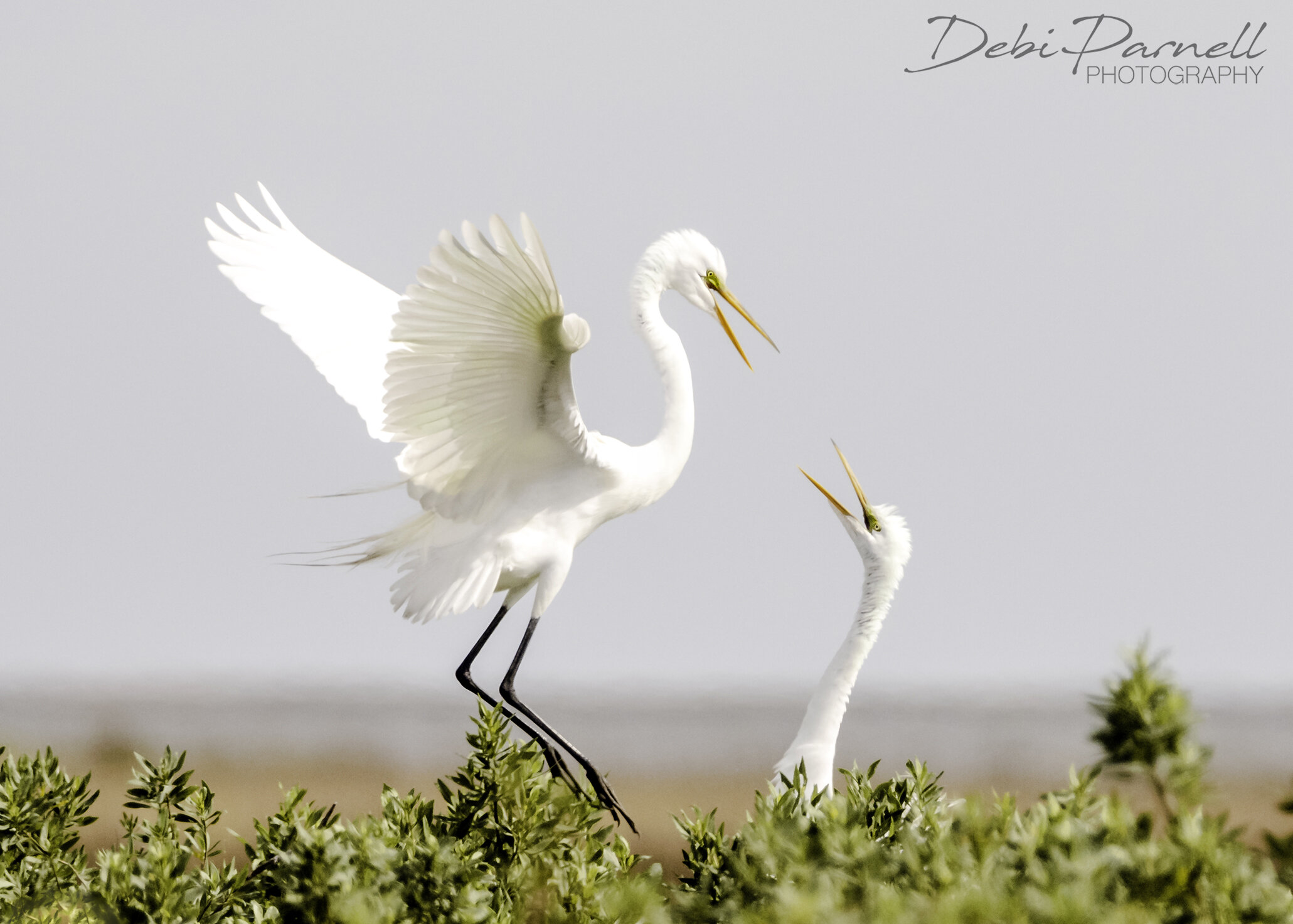 2 Great Egrets_WEB.jpg