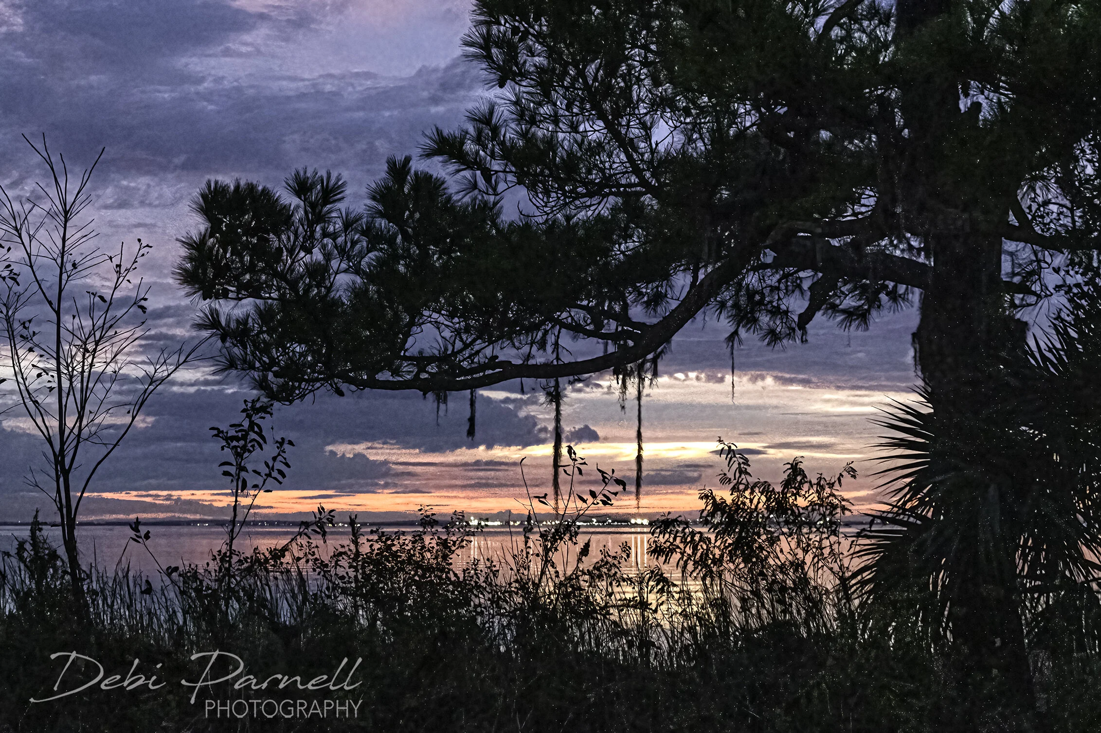 Bayfront Tree Sunset_WEB.jpg