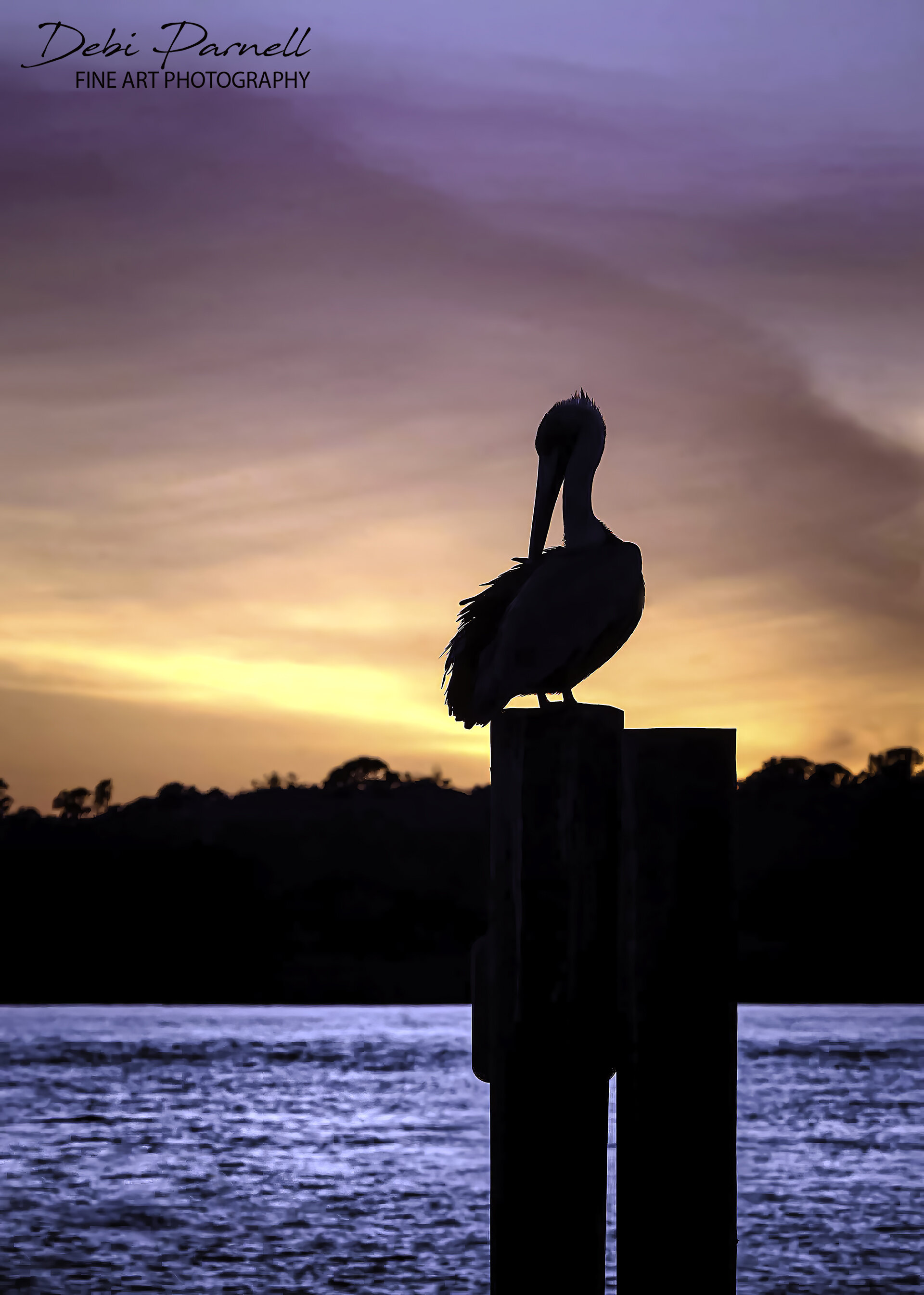 Pelican Sihouette
