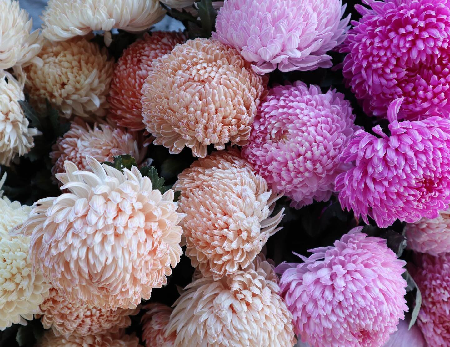 Gallery — Charters Flowers