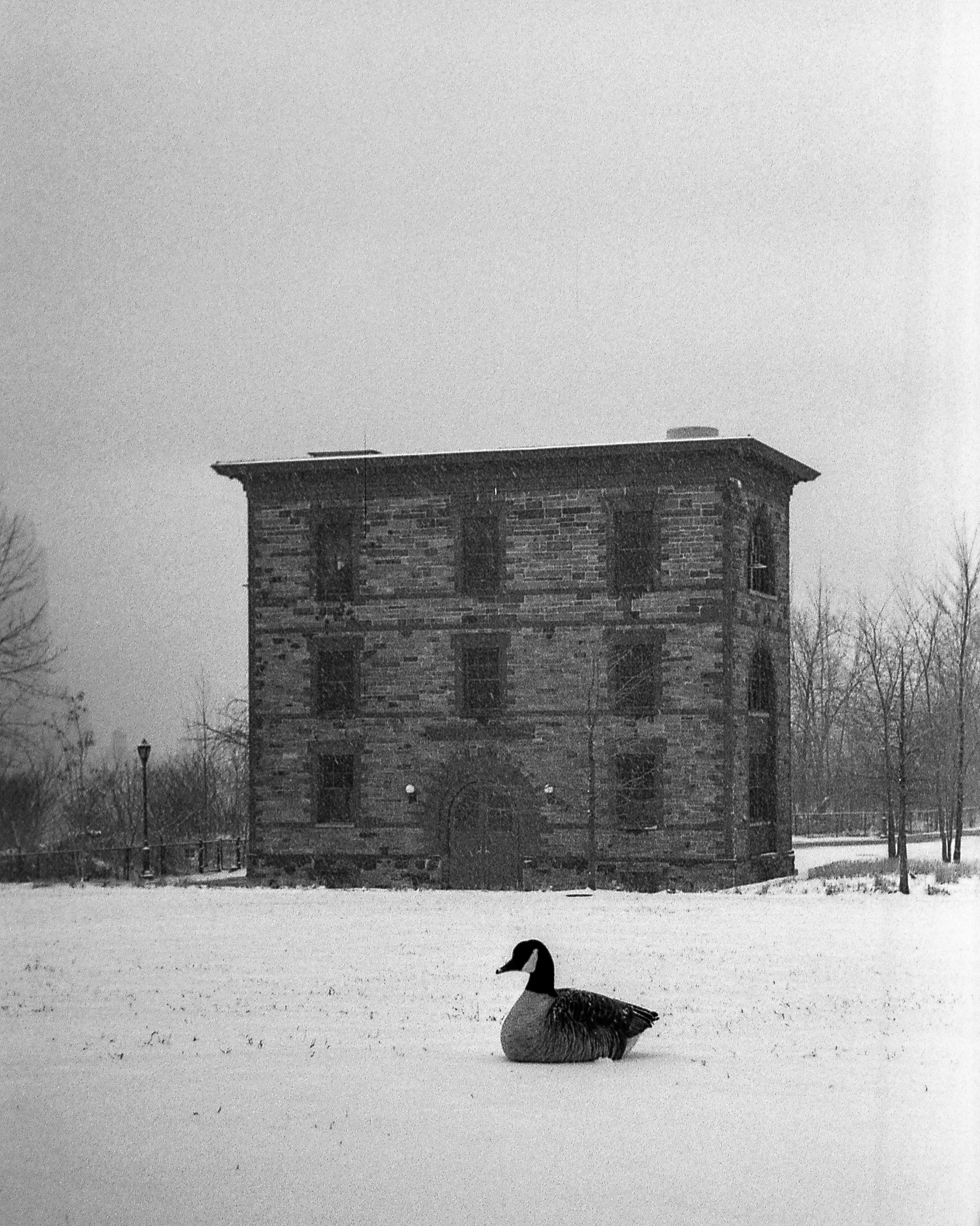 tri-x-32.jpg