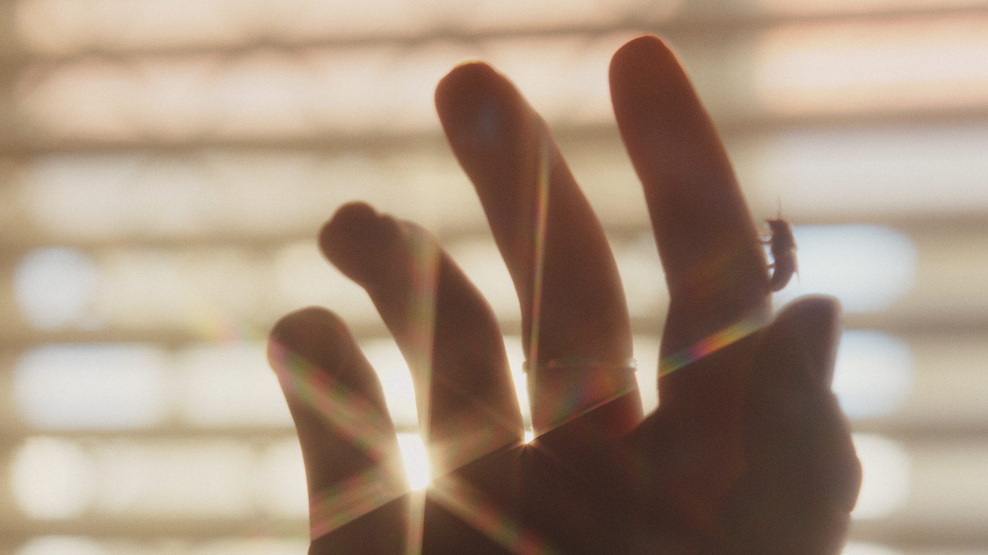 HONEYBEE ProRes 422 HQ Stereo_1.png