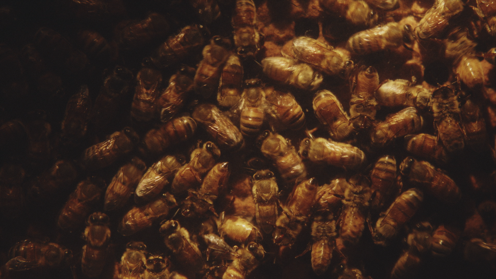 HONEYBEE ProRes 422 HQ Stereo_6.png