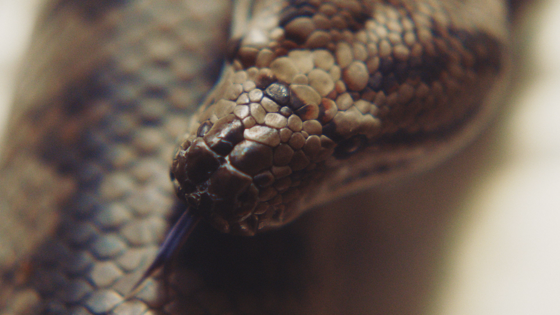 HONEYBEE ProRes 422 HQ Stereo_5.png