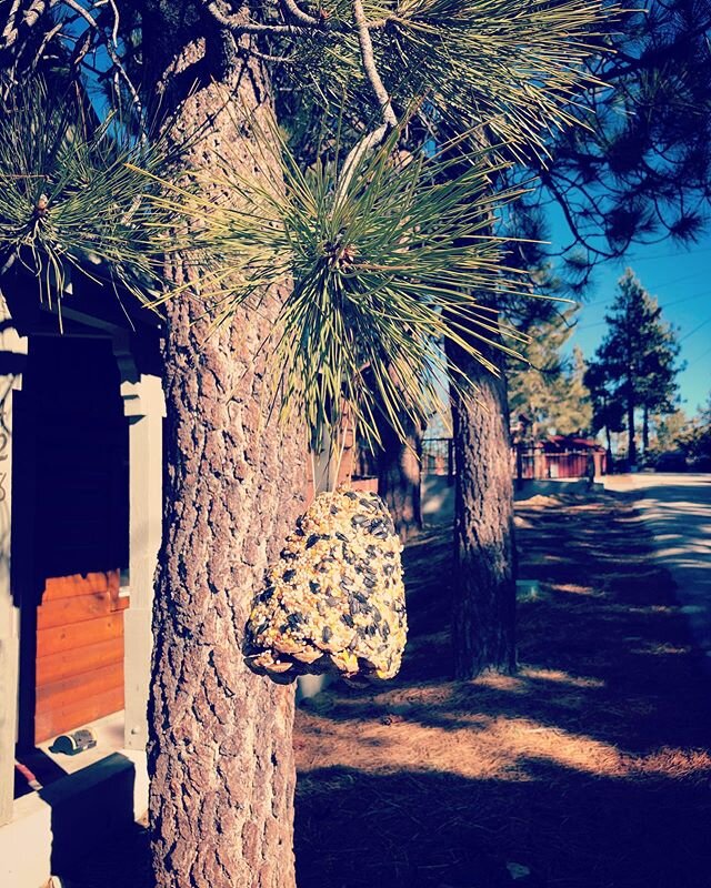 Our last guests made a custom pine cone bird feeder for our cabin. Thanks! Blessings from nature! 🥰
.
#airbnb #rental #vacation #cabin #bigbear #bigbearlake #mountains #retreat #nature #birdfeeder #california