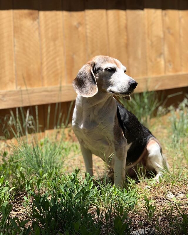 We&rsquo;re happy to say that Big Bear Lake is open again for business and rentals! There will still be social distancing and mask protocols though. And with that, our first Memorial Day weekend guests are here relaxing with their beautiful beagle do