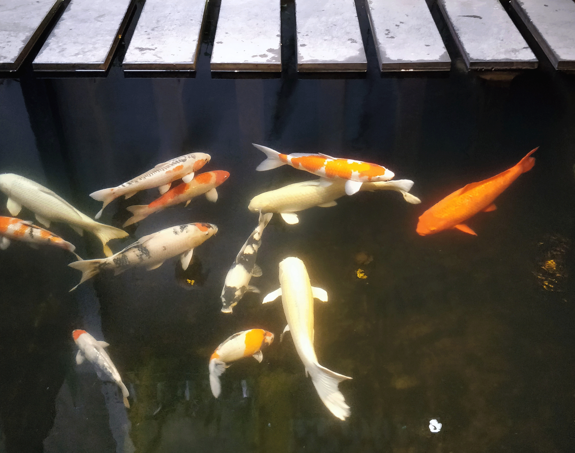 Koi Cafe and Spa - Hanoi