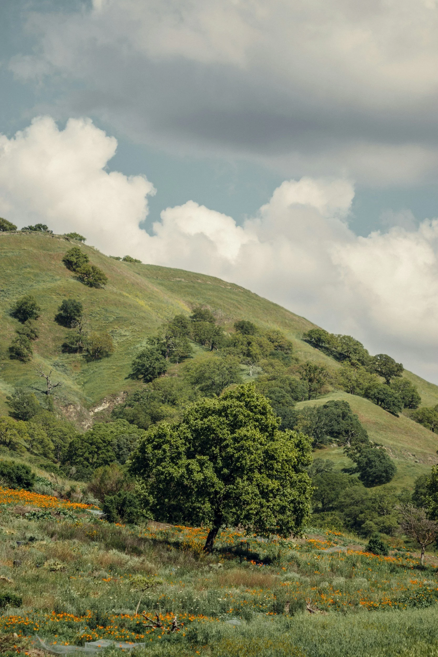 site view looking at trees & rolling hills