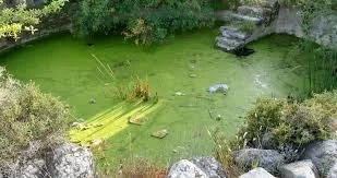 Isle // Ali M. Demirel / Art Asia Pacific