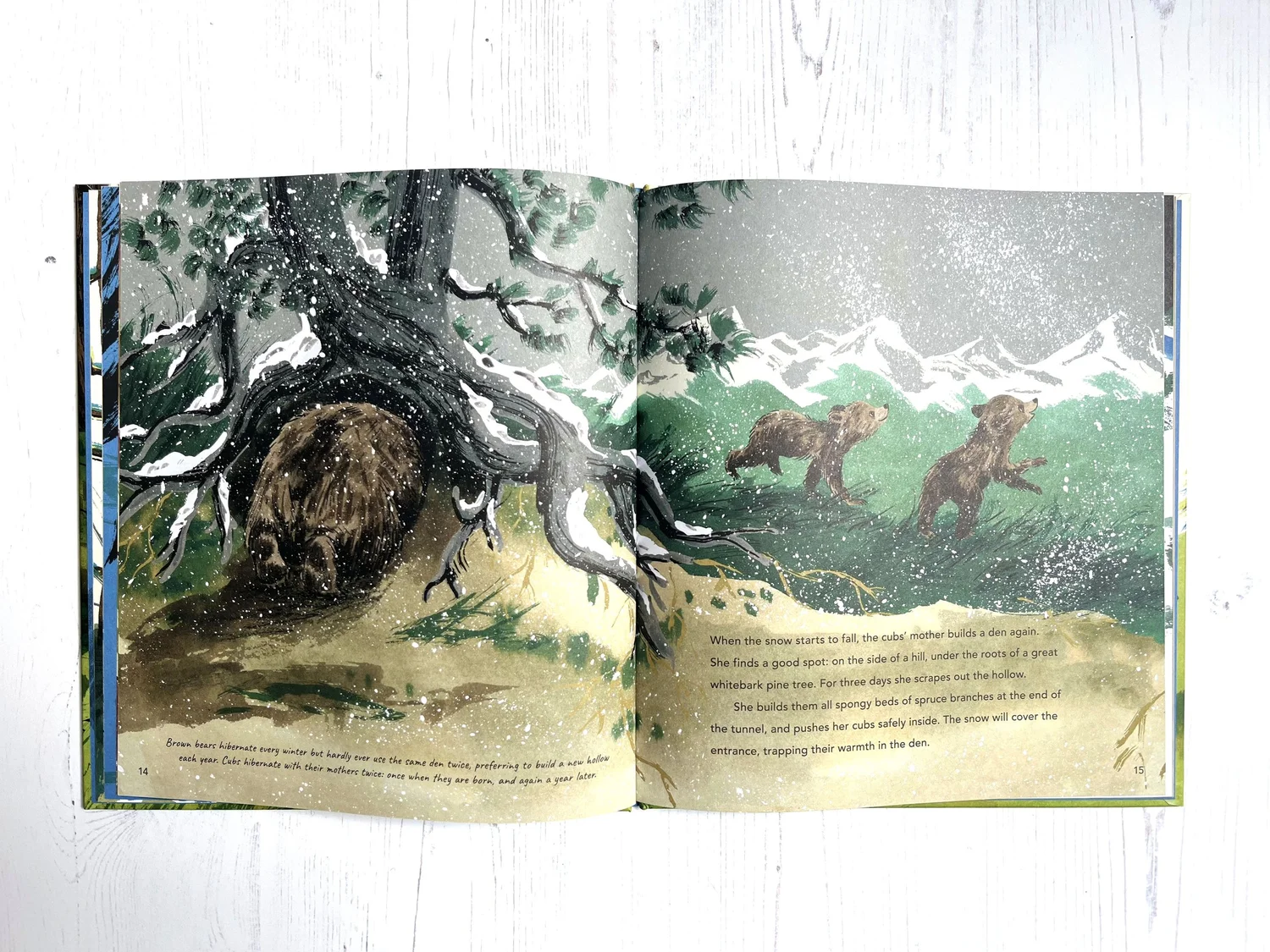 brown bear digging den cubs hibernation — Colleen larmour