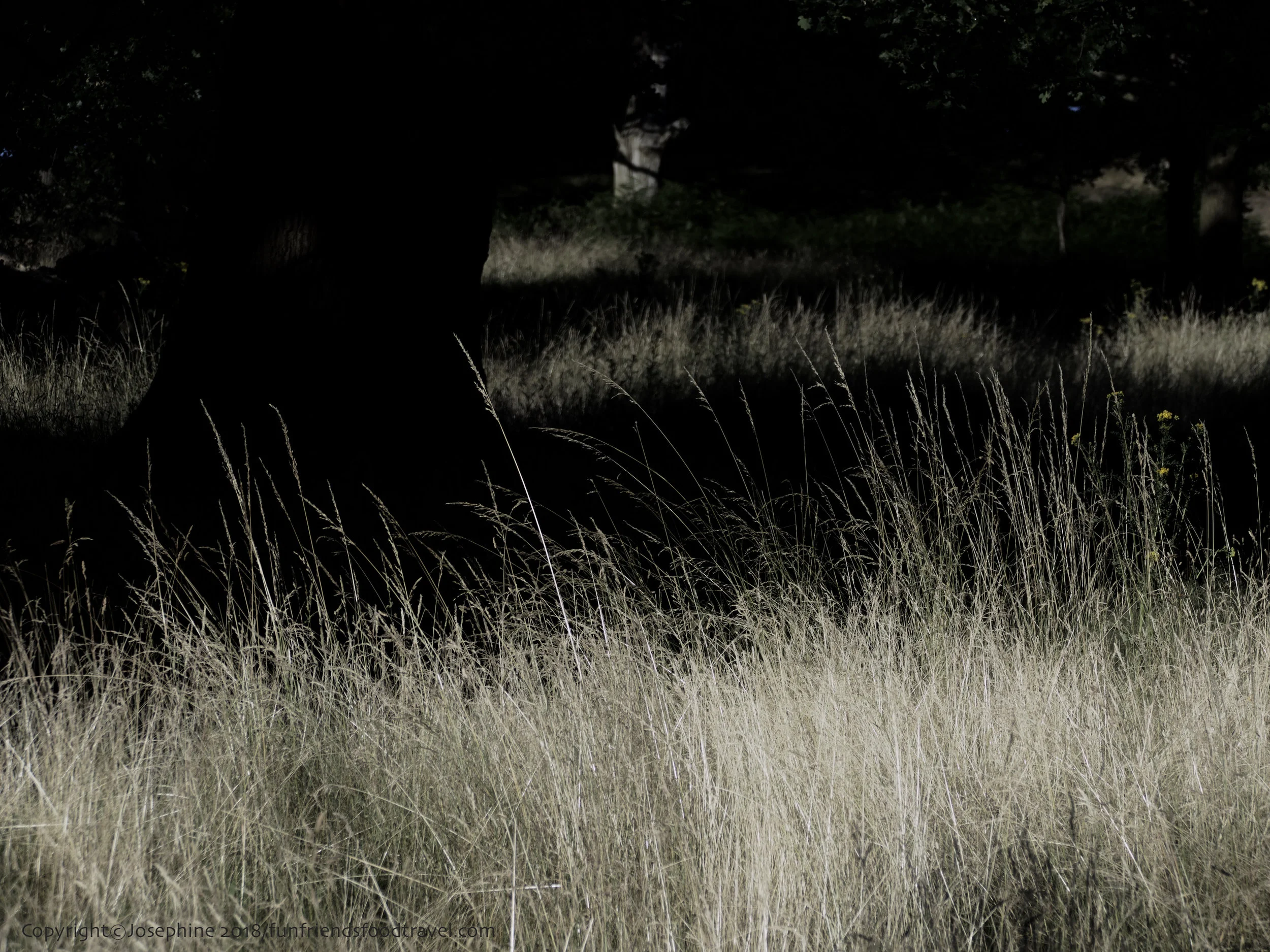 L1150265.jpg