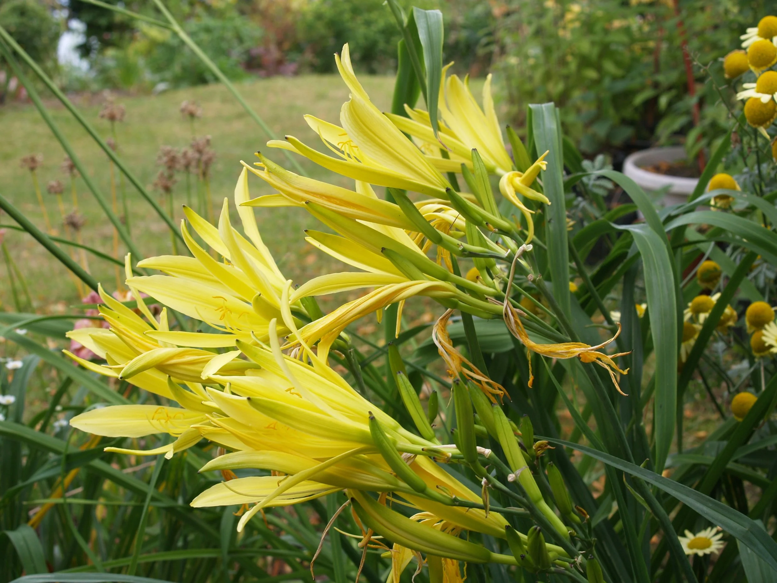 Hemerocallis citrina - Citron or Long Yellow Daylily