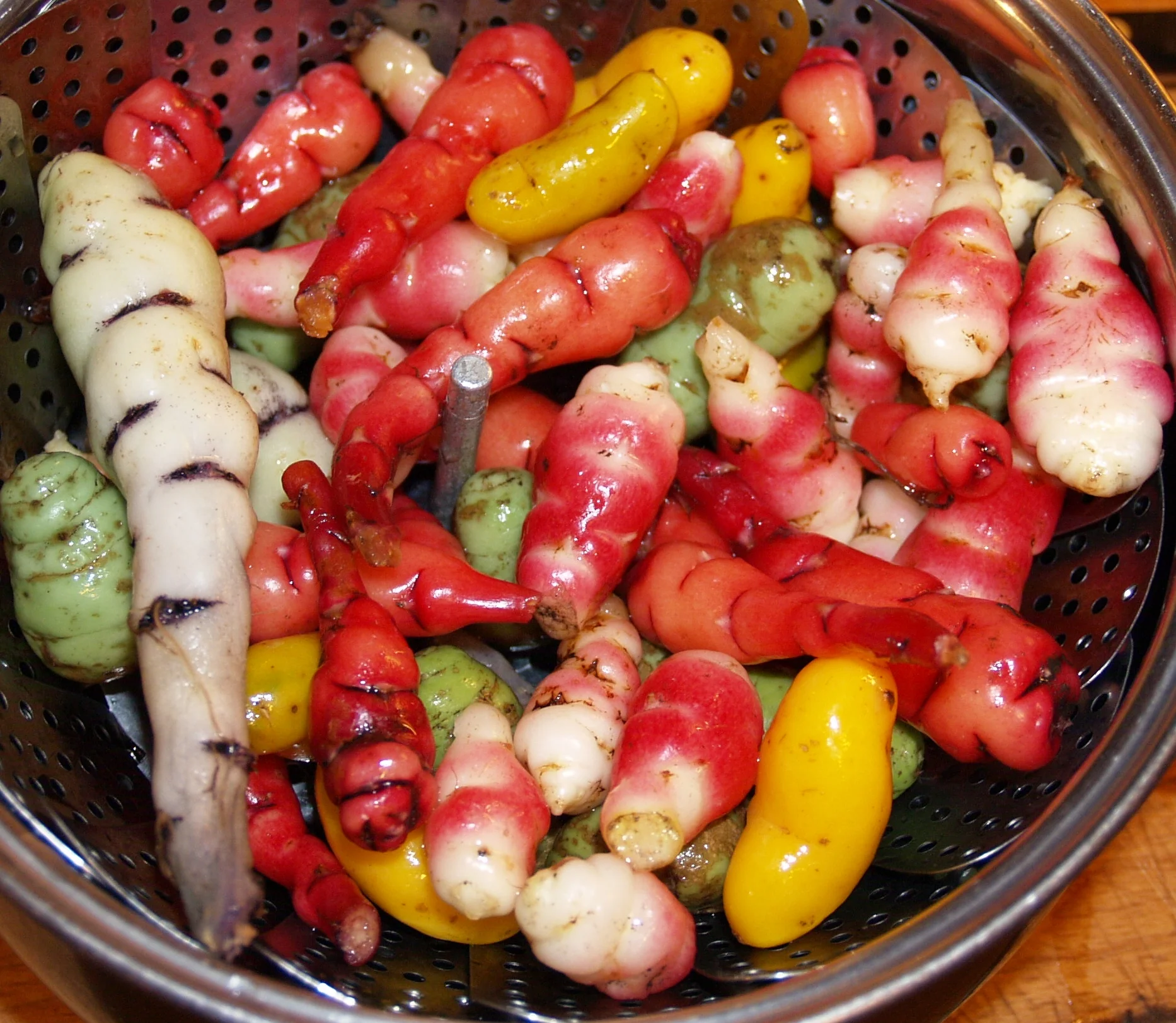 Ullucus tuberosus - Oca